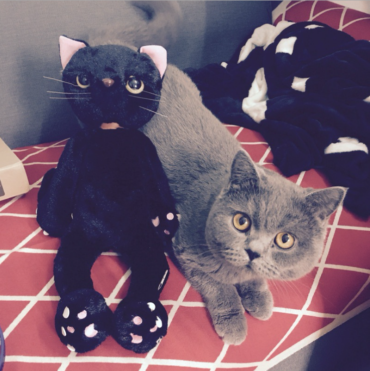 60cm Cats Stuffed Toys